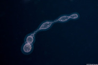 Collozoum sp.1 (Collozoum sp.1)