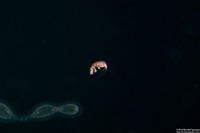 Rhabdosoma sp.1 (Hyperiid Amphipod)