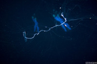 Chelophyes sp.1 (Chelophyes sp.1)