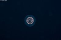 Collozoum sp.1 (Collozoum sp.1)