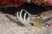 Monotaxis grandoculis (Humpnose Bigeye Bream)