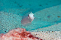 Malacanthus brevirostris (Flagtail Blanquillo)