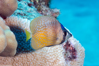 Chaetodon kleinii (Blacklip Butterflyfish)