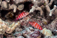 Cirrhitops fasciatus (Redbarred Hawkfish)