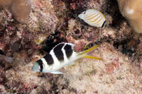 Monotaxis grandoculis (Humpnose Bigeye Bream)