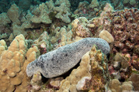 Holothuria whitmaei (Teated Sea Cucumber)