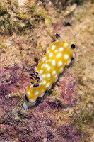 Goniobranchus vibratus (Trembling Nudibranch)
