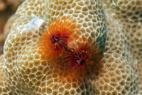 Spirobranchus sp.1 (Christmas Tree Worm)