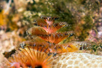 Spirobranchus sp.1 (Christmas Tree Worm)