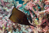 Forcipiger longirostris (Big Longnose Butterflyfish)