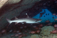 Triaenodon obesus (Whitetip Reef Shark)