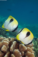 Chaetodon unimaculatus (Teardrop Butterflyfish)
