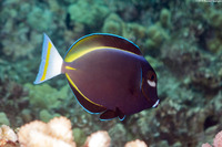 Acanthurus nigricans (Whitecheek Surgeonfish)