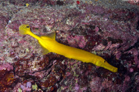 Aulostomus chinensis (Trumpetfish)