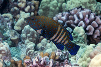 Cephalopholis argus (Peacock Grouper)