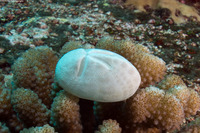 Brissus latecarinatus (Keeled Heart Urchin)