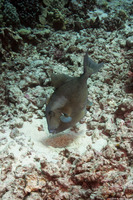 Balistes polylepis (Finescale Triggerfish)