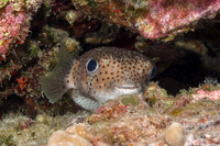 Diodon hystrix (Porcupinefish)