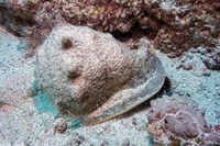 Cassis cornuta (Horned Helmet)