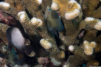 Plectroglyphidodon johnstonianus (Johnston Damsel)