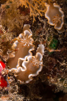 Glossodoris rufomarginata (White-Margin Nudibranch)