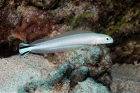 Malacanthus brevirostris (Flagtail Blanquillo)