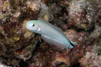 Malacanthus brevirostris (Flagtail Blanquillo)