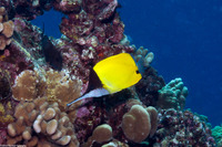 Forcipiger longirostris (Big Longnose Butterflyfish)