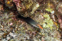 Gomphosus varius (Bird Wrasse)