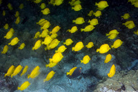 Zebrasoma flavescens (Yellow Tang)