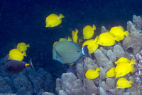 Acanthurus blochii (Ringtail Surgeonfish)