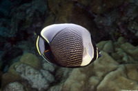Chaetodon reticulatus (Reticulated Butterflyfish)