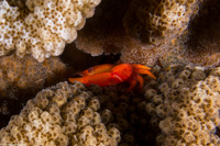 Trapezia bidentata (Rusty Guard Crab)