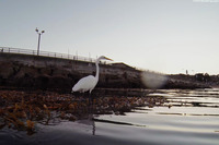 Ardea alba (Great Egret)