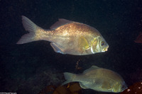 Rhacochilus toxotes (Rubberlip Seaperch)