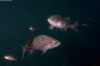 Sebastes mystinus (Blue Rockfish)