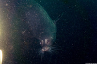 Phoca vitulina (Harbor Seal)
