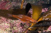 Brachyistius frenatus (Kelp Perch)