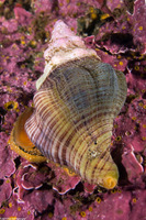 Kelletia kelletii (Kellet's Whelk)