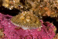Diodora aspera (Keyhole Limpet)