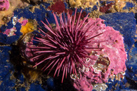 Mesocentrotus franciscanus (Red Sea Urchin)