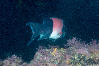 Semicossyphus pulcher (California Sheephead)