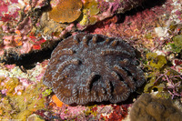 Mycetophyllia aliciae (Knobby Cactus Coral)