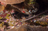 Panulirus argus (Caribbean Spiny Lobster)