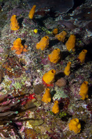 Siphonodictyon coralliphagum (Variable Boring Sponge)