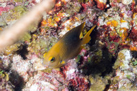 Stegastes planifrons (Threespot Damselfish)