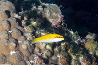 Thalassoma bifasciatum (Bluehead)