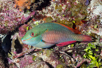 Sparisoma aurofrenatum (Redband Parrotfish)