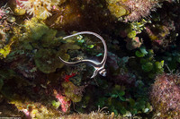 Equetas punctatus (Spotted Drum)