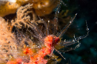 Gymnangium speciosum (Slender Feather Hydroid)